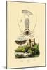 Pram Bug Amphipod, 1833-39-null-Mounted Giclee Print