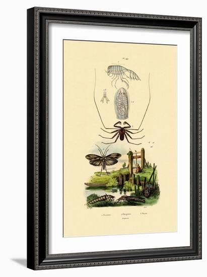 Pram Bug Amphipod, 1833-39-null-Framed Giclee Print