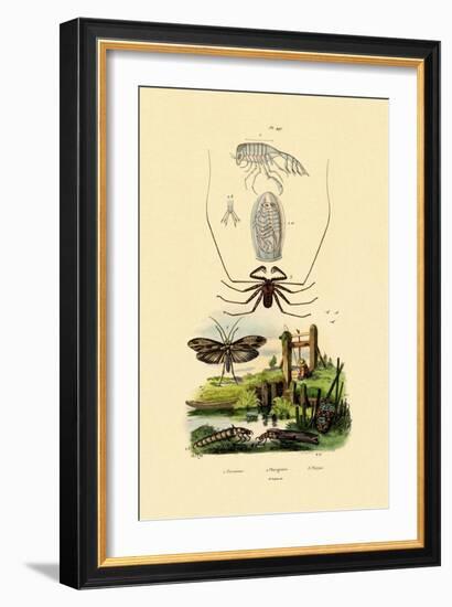 Pram Bug Amphipod, 1833-39-null-Framed Giclee Print