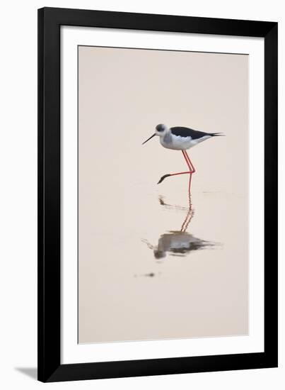 Prancing Steps-Staffan Widstrand-Framed Giclee Print