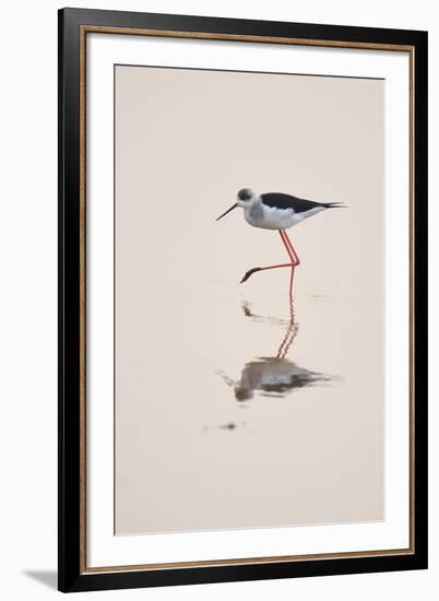 Prancing Steps-Staffan Widstrand-Framed Giclee Print