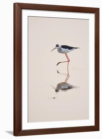 Prancing Steps-Staffan Widstrand-Framed Giclee Print