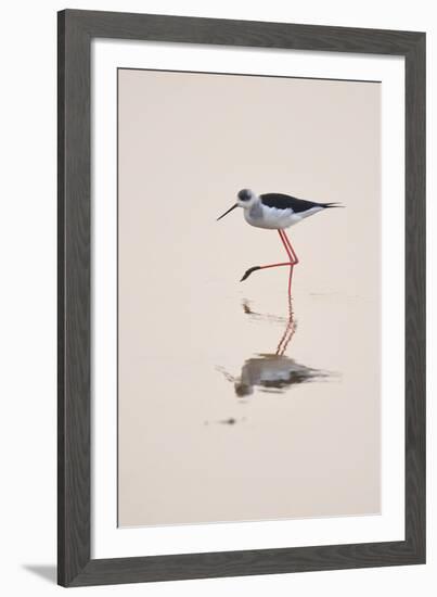 Prancing Steps-Staffan Widstrand-Framed Giclee Print