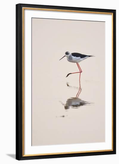 Prancing Steps-Staffan Widstrand-Framed Giclee Print