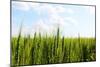 Prarie Wheat Field-Sask Explorer-Mounted Photographic Print