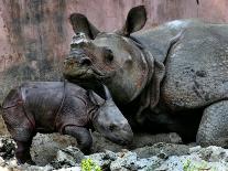 Hartali, a Rhinoceros at the Patna Zoo, is Seen with Her New Baby in Patna, India, January 24, 2007-Prashant Ravi-Framed Photographic Print