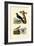 Pratincole, 1833-39-null-Framed Giclee Print