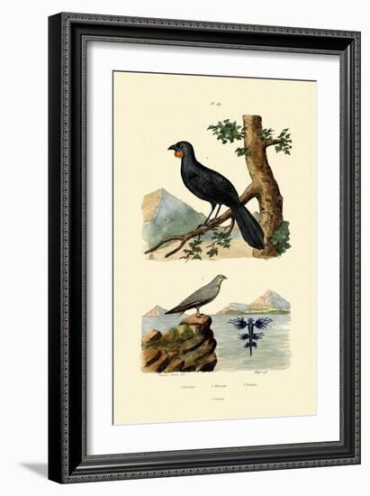 Pratincole, 1833-39-null-Framed Giclee Print