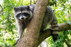 A Raccoon Carefully Looks on from a Sturdy Tree Branch-Pratish Halady-Mounted Photographic Print