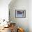 Prayer Flags with Snowy Kangchendzonga Beyond in Morning Light, Sandakphu, West Bengal State-Eitan Simanor-Framed Photographic Print displayed on a wall