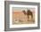 Praying in the Desert-null-Framed Photographic Print