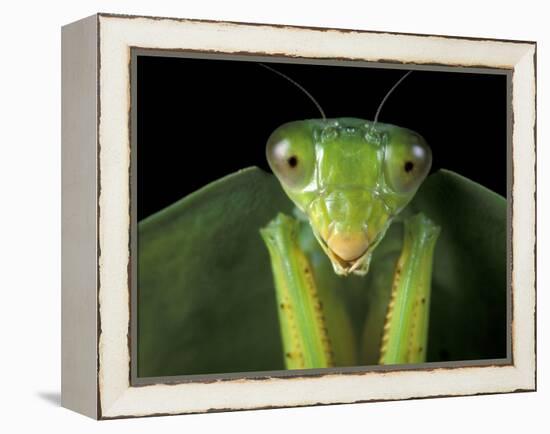 Praying Mantis, Barro Colorado Island, Panama-Christian Ziegler-Framed Premier Image Canvas