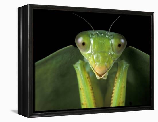 Praying Mantis, Barro Colorado Island, Panama-Christian Ziegler-Framed Premier Image Canvas