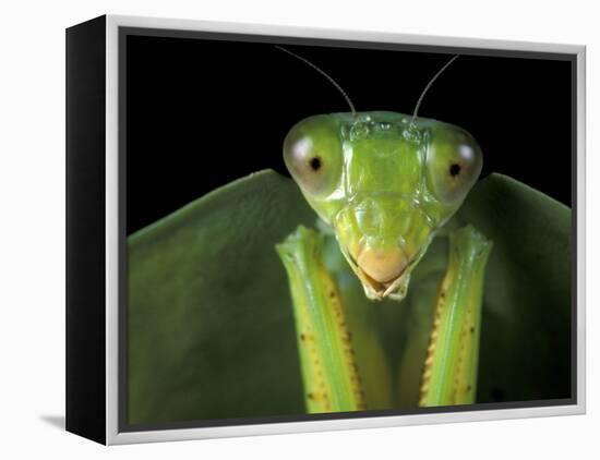 Praying Mantis, Barro Colorado Island, Panama-Christian Ziegler-Framed Premier Image Canvas