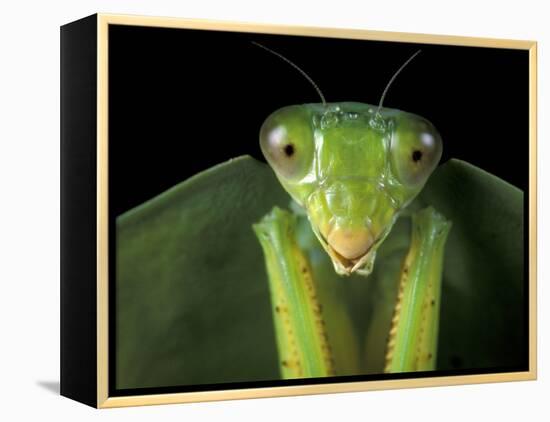 Praying Mantis, Barro Colorado Island, Panama-Christian Ziegler-Framed Premier Image Canvas