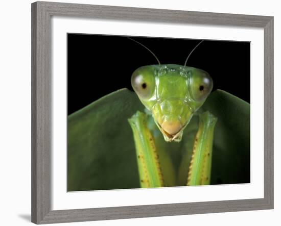 Praying Mantis, Barro Colorado Island, Panama-Christian Ziegler-Framed Photographic Print