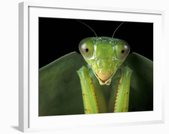 Praying Mantis, Barro Colorado Island, Panama-Christian Ziegler-Framed Photographic Print