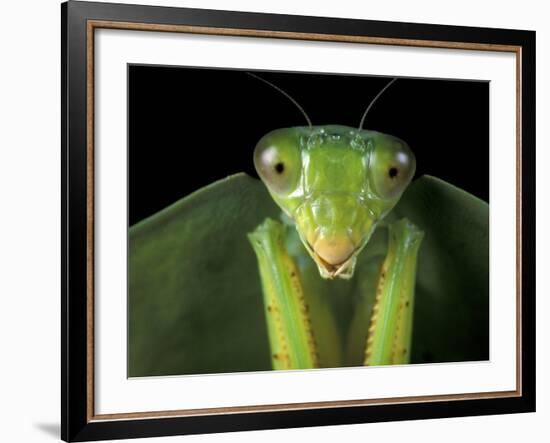 Praying Mantis, Barro Colorado Island, Panama-Christian Ziegler-Framed Photographic Print