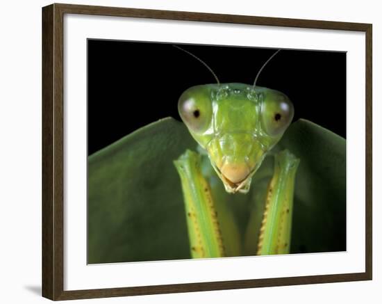 Praying Mantis, Barro Colorado Island, Panama-Christian Ziegler-Framed Photographic Print