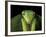 Praying Mantis, Barro Colorado Island, Panama-Christian Ziegler-Framed Photographic Print