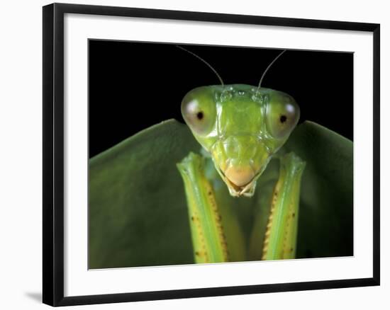 Praying Mantis, Barro Colorado Island, Panama-Christian Ziegler-Framed Photographic Print