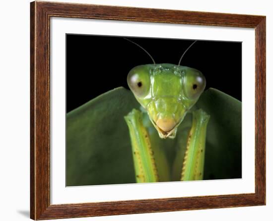 Praying Mantis, Barro Colorado Island, Panama-Christian Ziegler-Framed Photographic Print