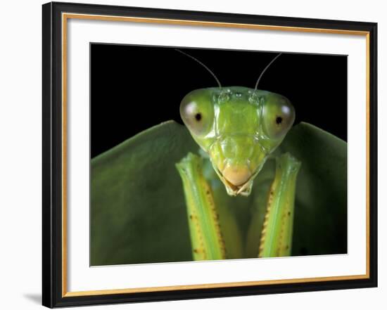 Praying Mantis, Barro Colorado Island, Panama-Christian Ziegler-Framed Photographic Print