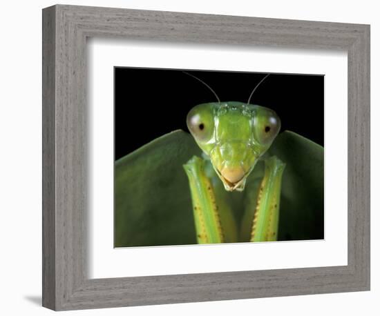 Praying Mantis, Barro Colorado Island, Panama-Christian Ziegler-Framed Photographic Print