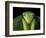 Praying Mantis, Barro Colorado Island, Panama-Christian Ziegler-Framed Photographic Print