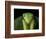 Praying Mantis, Barro Colorado Island, Panama-Christian Ziegler-Framed Photographic Print