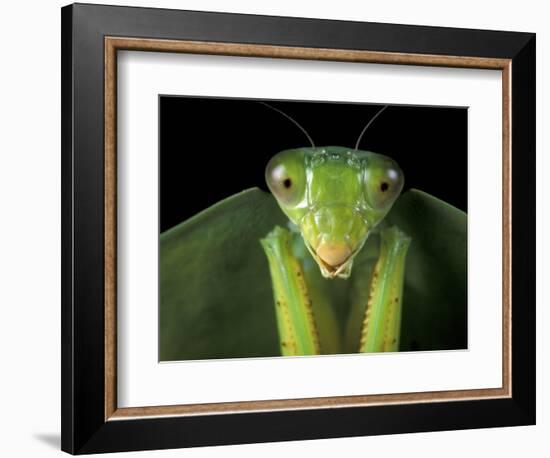 Praying Mantis, Barro Colorado Island, Panama-Christian Ziegler-Framed Photographic Print