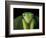 Praying Mantis, Barro Colorado Island, Panama-Christian Ziegler-Framed Photographic Print