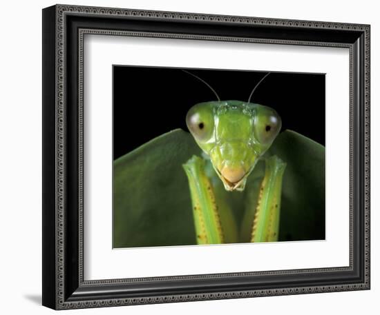 Praying Mantis, Barro Colorado Island, Panama-Christian Ziegler-Framed Photographic Print