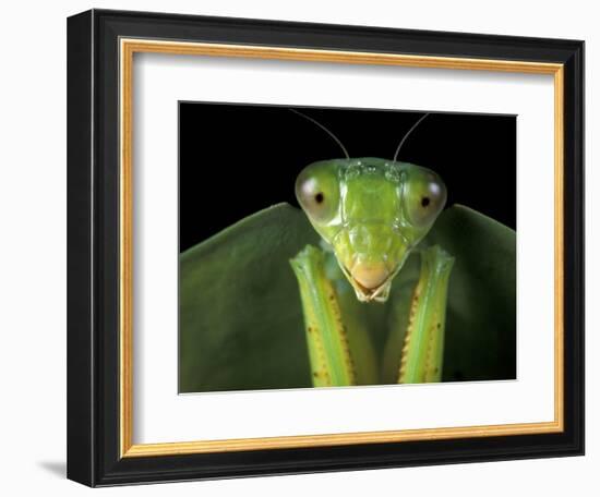 Praying Mantis, Barro Colorado Island, Panama-Christian Ziegler-Framed Photographic Print