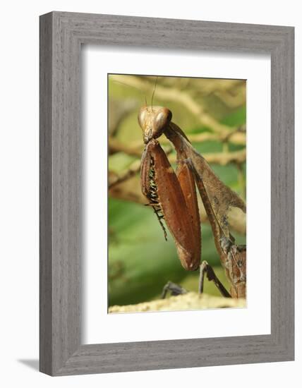 Praying Mantis, Brown, Tentacles, Spines, Portrait, Close-Up-Harald Kroiss-Framed Photographic Print