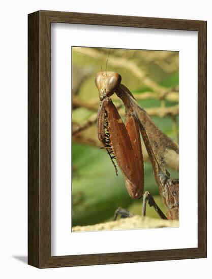 Praying Mantis, Brown, Tentacles, Spines, Portrait, Close-Up-Harald Kroiss-Framed Photographic Print