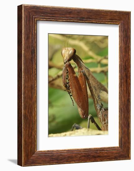 Praying Mantis, Brown, Tentacles, Spines, Portrait, Close-Up-Harald Kroiss-Framed Photographic Print