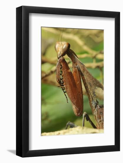 Praying Mantis, Brown, Tentacles, Spines, Portrait, Close-Up-Harald Kroiss-Framed Photographic Print