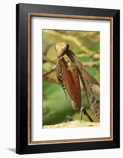 Praying Mantis, Brown, Tentacles, Spines, Portrait, Close-Up-Harald Kroiss-Framed Photographic Print