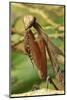 Praying Mantis, Brown, Tentacles, Spines, Portrait, Close-Up-Harald Kroiss-Mounted Photographic Print