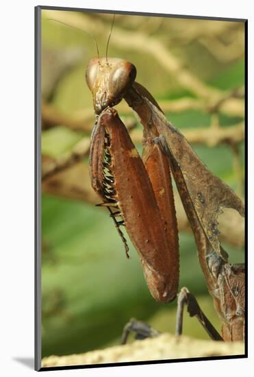 Praying Mantis, Brown, Tentacles, Spines, Portrait, Close-Up-Harald Kroiss-Mounted Photographic Print