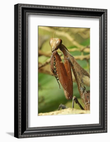 Praying Mantis, Brown, Tentacles, Spines, Portrait, Close-Up-Harald Kroiss-Framed Photographic Print