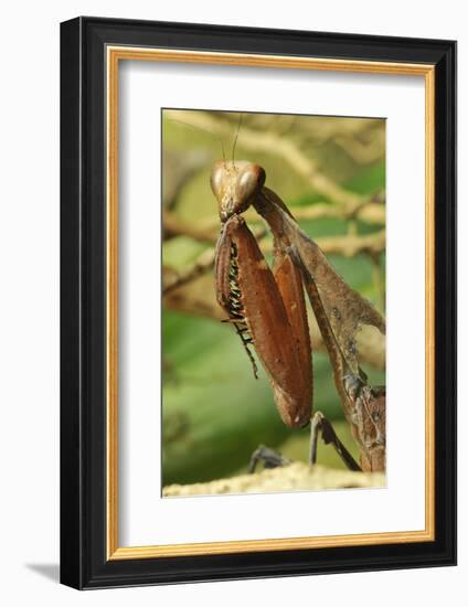 Praying Mantis, Brown, Tentacles, Spines, Portrait, Close-Up-Harald Kroiss-Framed Photographic Print