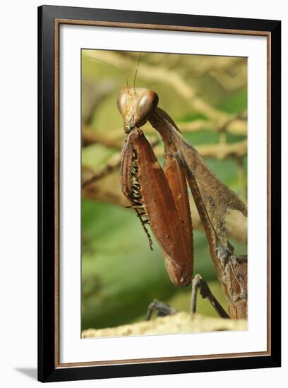 Praying Mantis, Brown, Tentacles, Spines, Portrait, Close-Up-Harald Kroiss-Framed Photographic Print