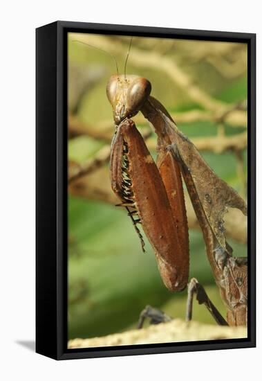 Praying Mantis, Brown, Tentacles, Spines, Portrait, Close-Up-Harald Kroiss-Framed Premier Image Canvas