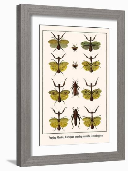 Praying Mantis, European Praying Mantids, Grasshoppers-Albertus Seba-Framed Art Print