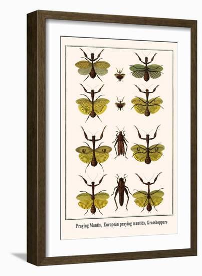 Praying Mantis, European Praying Mantids, Grasshoppers-Albertus Seba-Framed Art Print