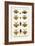 Praying Mantis, European Praying Mantids, Grasshoppers-Albertus Seba-Framed Art Print