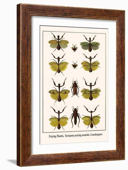 Praying Mantis, European Praying Mantids, Grasshoppers-Albertus Seba-Framed Art Print