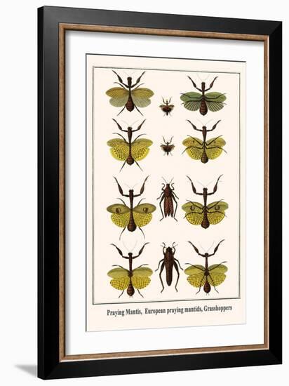 Praying Mantis, European Praying Mantids, Grasshoppers-Albertus Seba-Framed Art Print